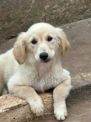 3-6 months Male Purebred Golden Retriever