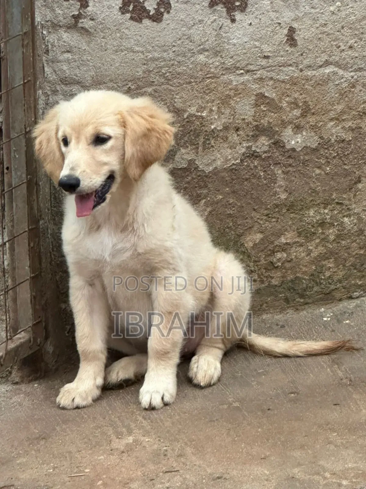 3-6 months Male Purebred Golden Retriever