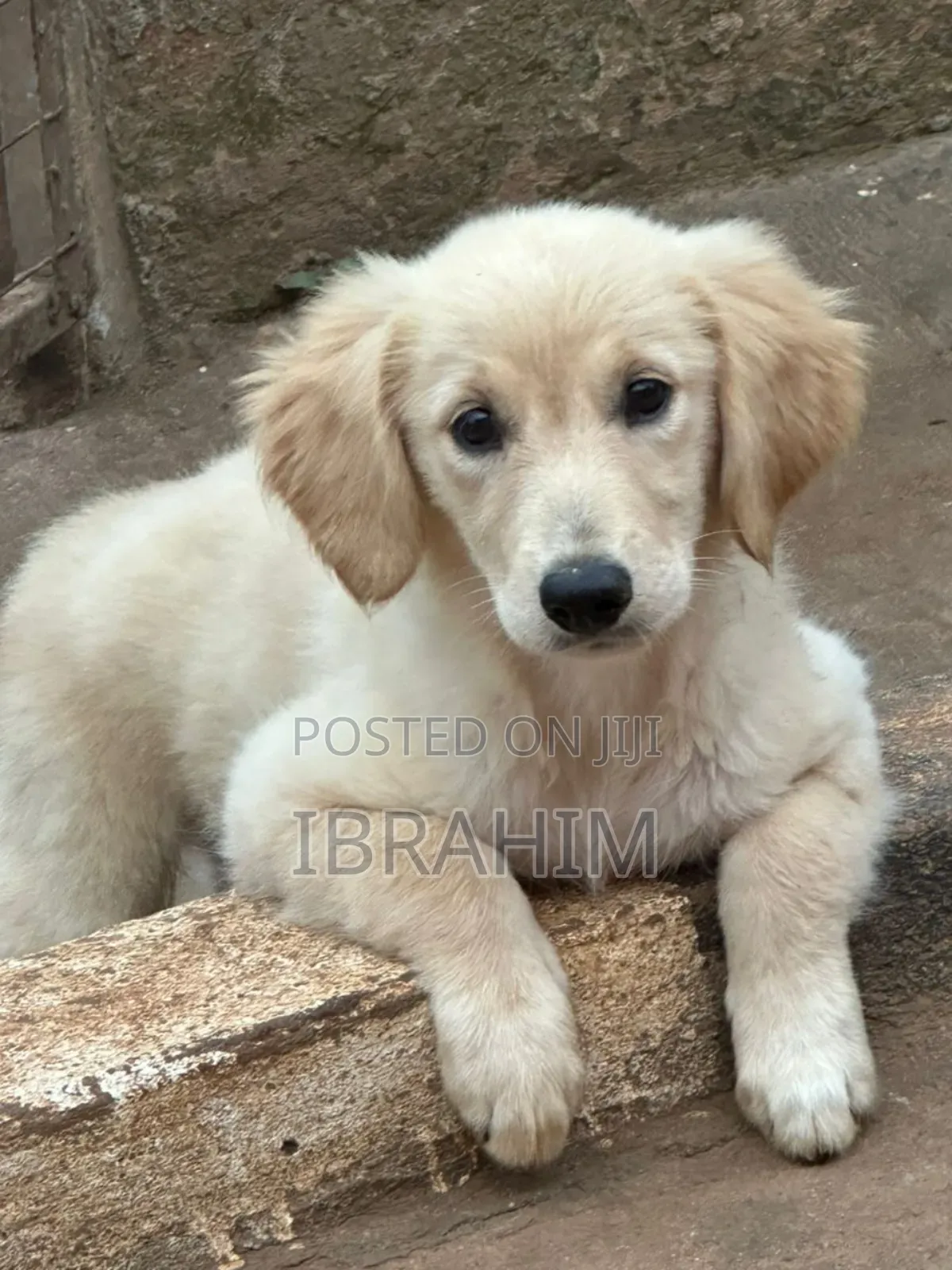 3-6 months Male Purebred Golden Retriever