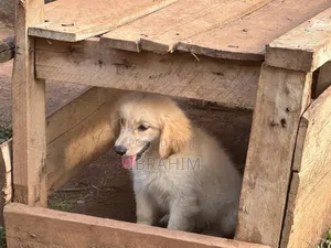 3-6 months Male Purebred Golden Retriever
