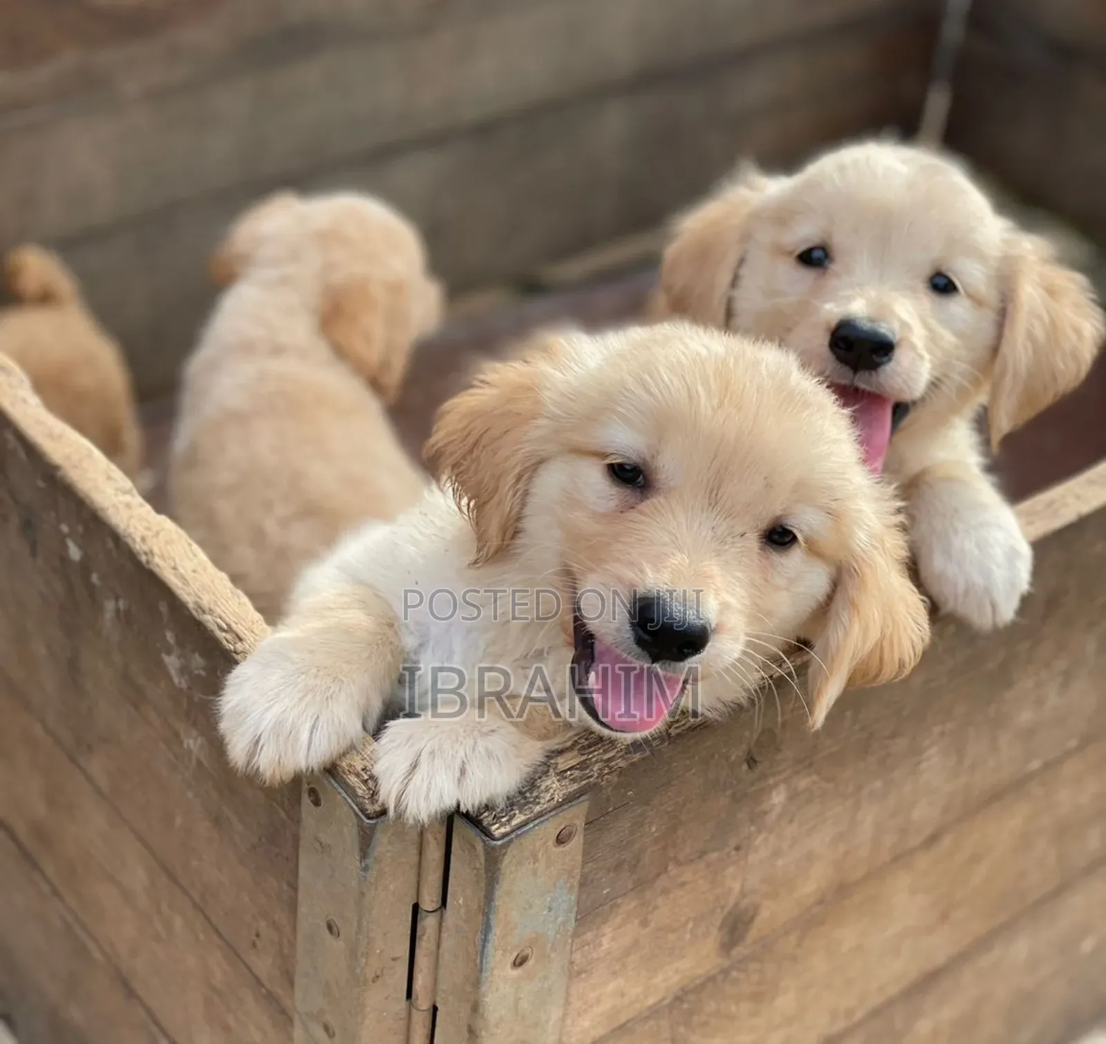 3-6 months Male Purebred Golden Retriever