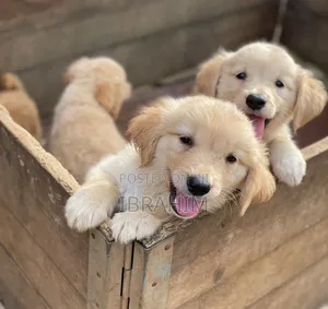 3-6 months Male Purebred Golden Retriever