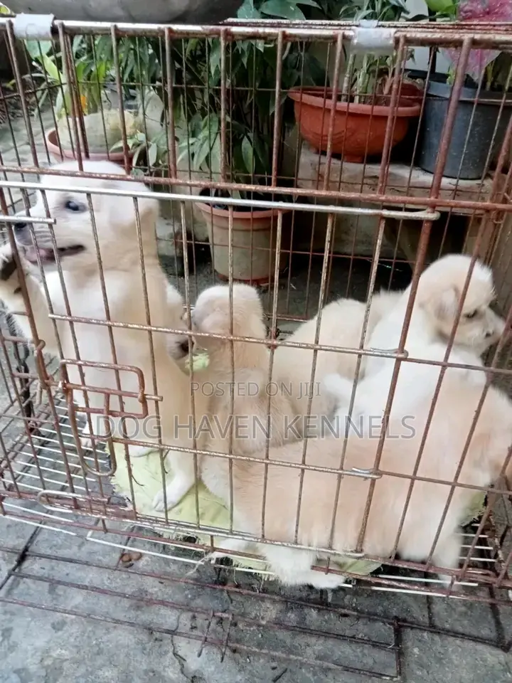 1-3 months Male Purebred Japanese Spitz
