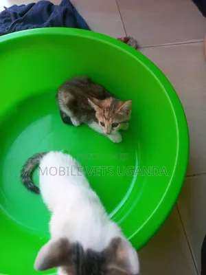 1-3 months Male Purebred British Shorthair