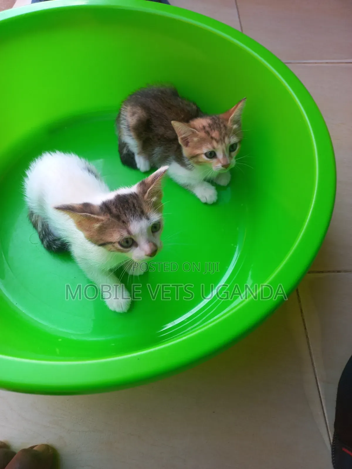 3-6 months Female Purebred Ocicat