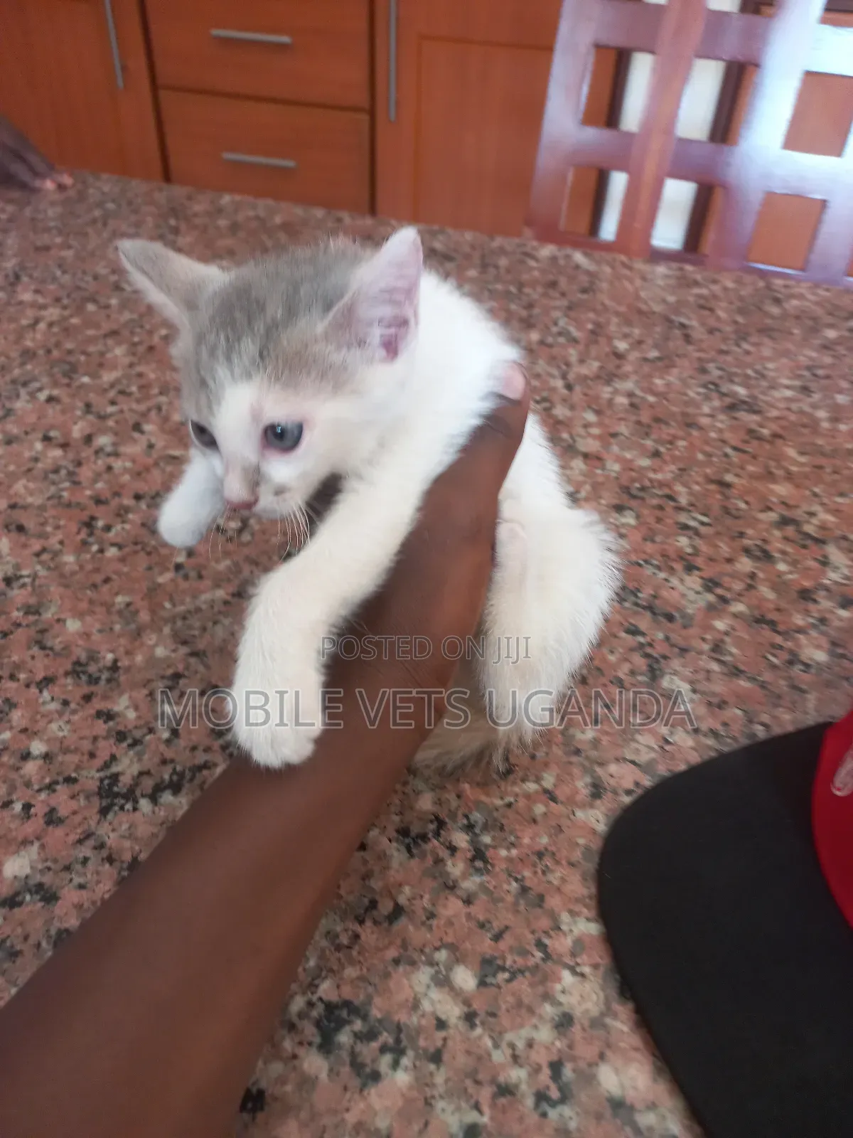 1-3 months Female Purebred Balinese