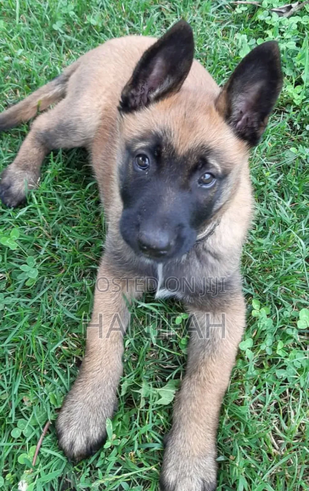 1-3 months Male Purebred Belgian Malinois