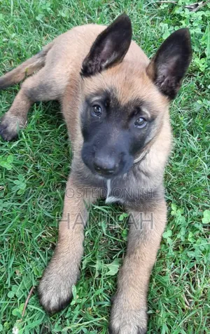 1-3 months Male Purebred Belgian Malinois