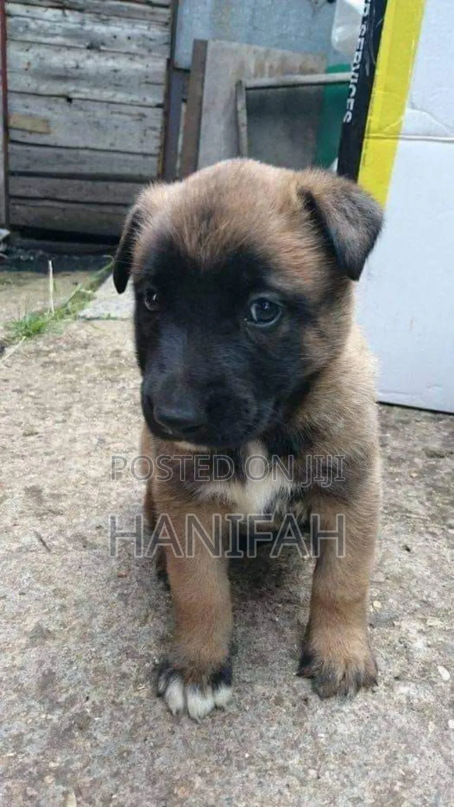 1-3 months Male Purebred Belgian Malinois