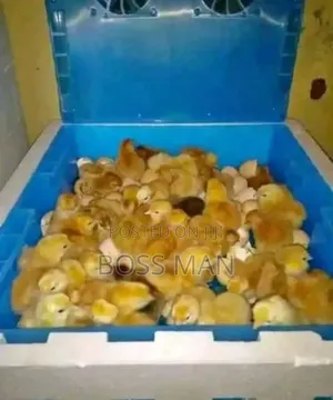 128 Solar Egg Incubator