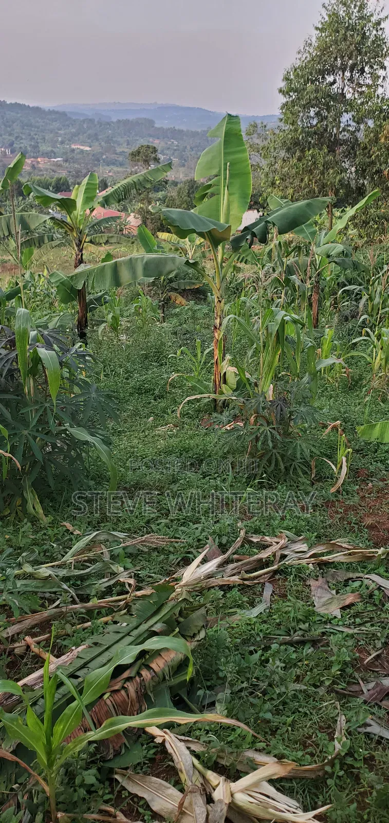 Land for Sale Near Kampala 100ft by 50