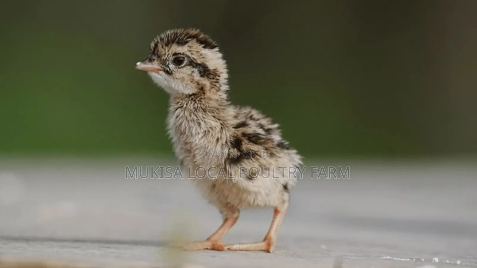 Three Weeks Quail Chicks
