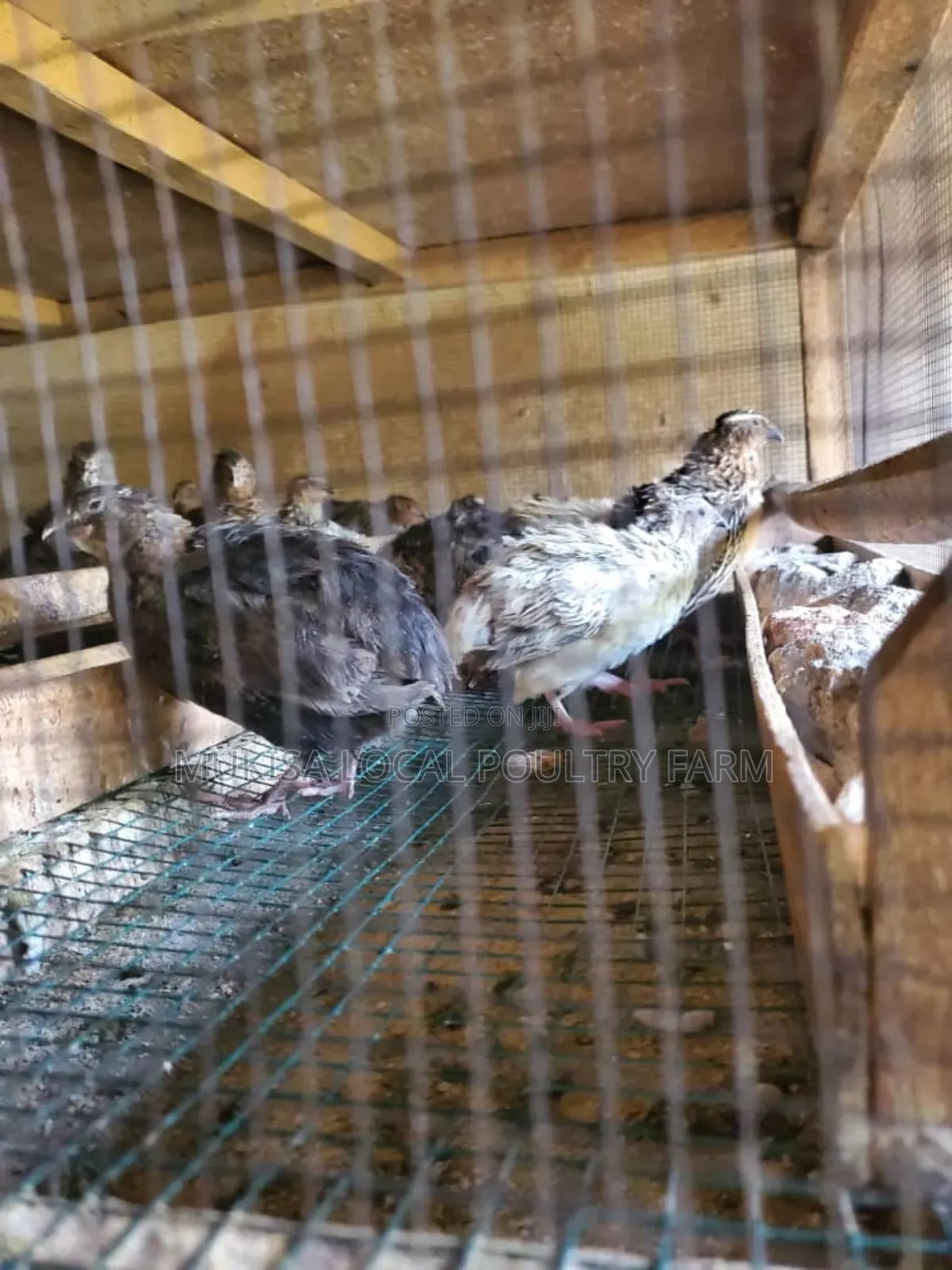 Quail Cages