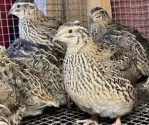 200 Baby Quail Package