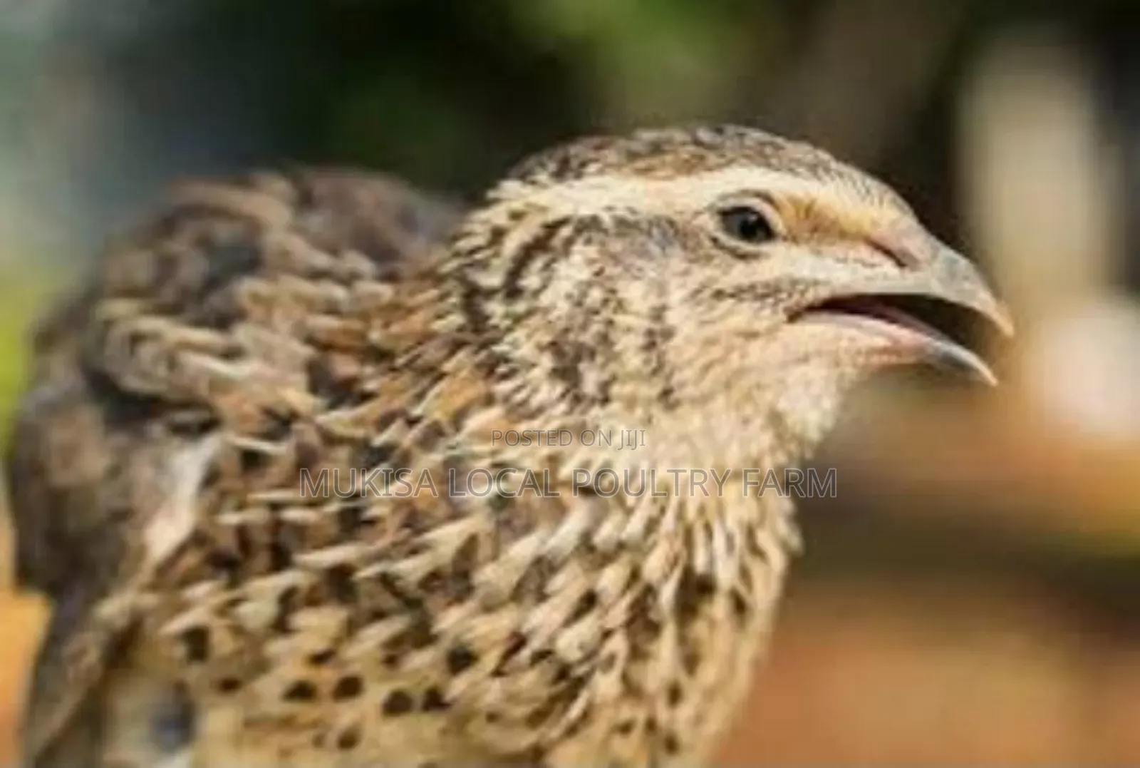 Disease Resistant Quails