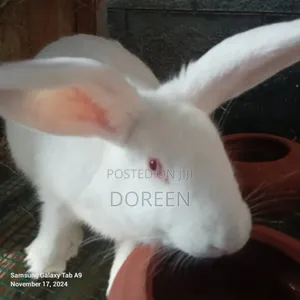 Photo - Rabbits Breeders
