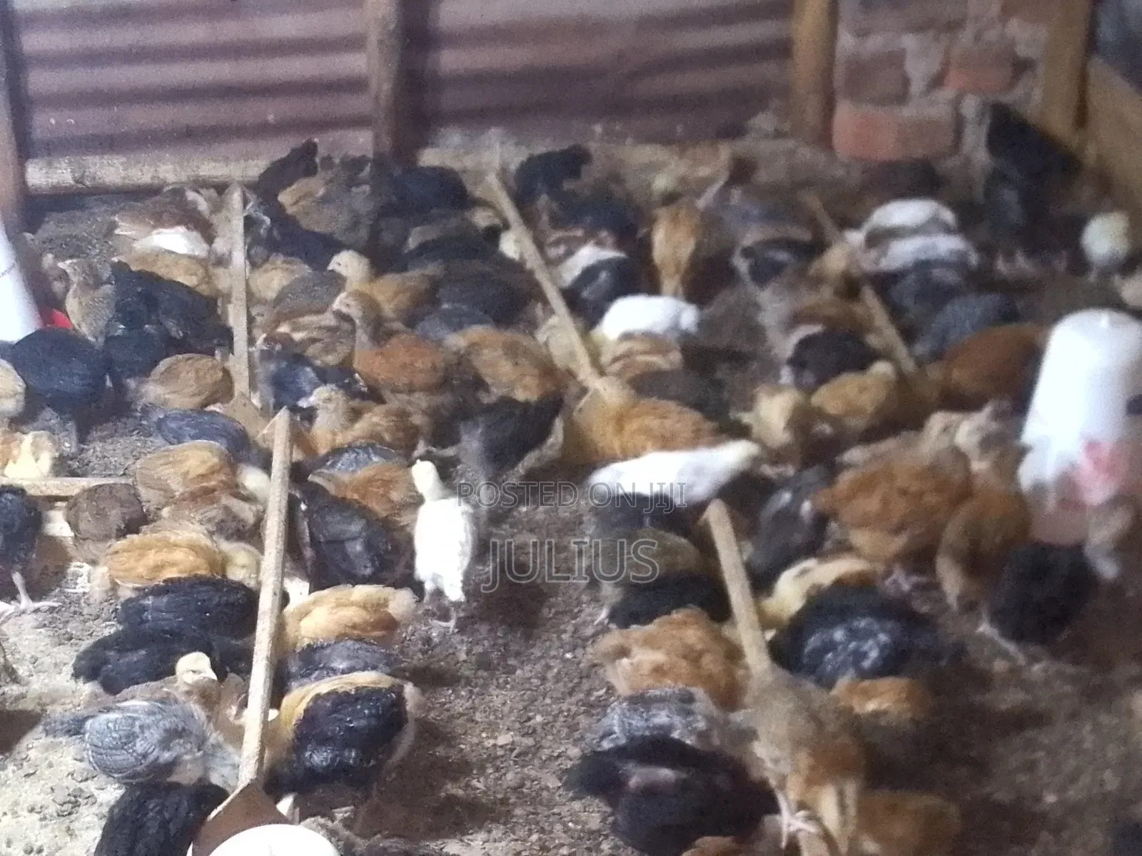 Day Old Chicks Broilers at 3100/Kroilers at /Saso2k/4wks7k