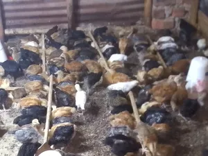 Day Old Chicks Broilers at 3100/Kroilers at /Saso2k/4wks7k