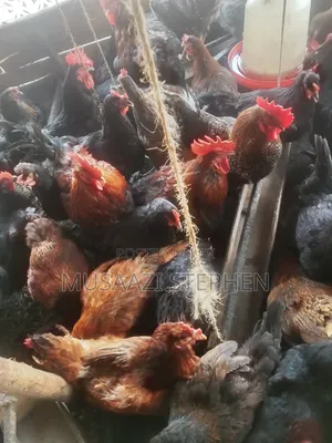 Photo - Oasis Local Poultry Farm