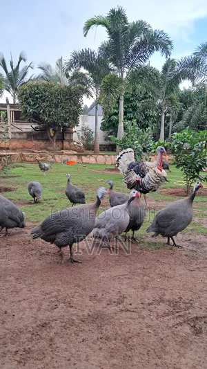 Goose All Breeds