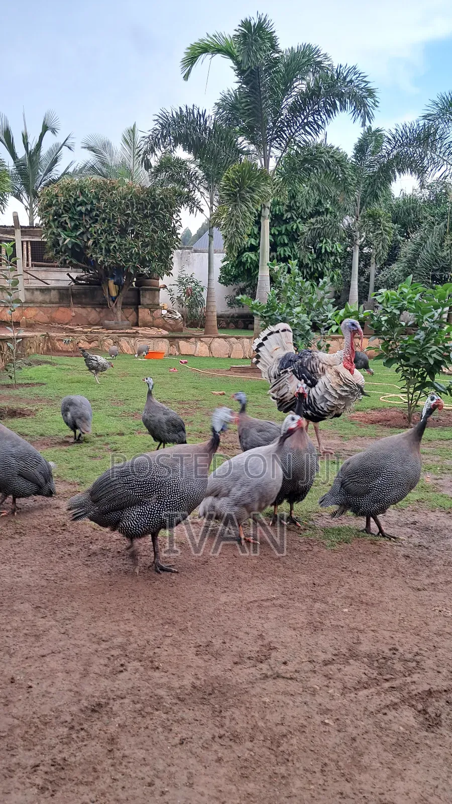Goose All Breeds