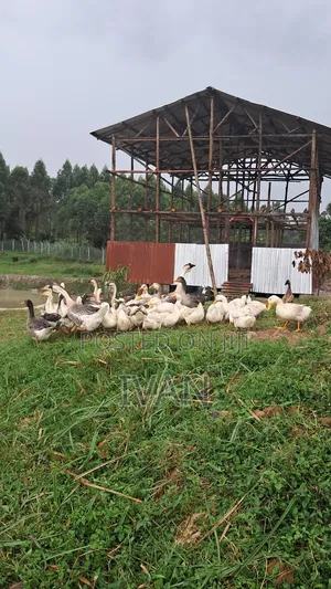 Goose All Breeds