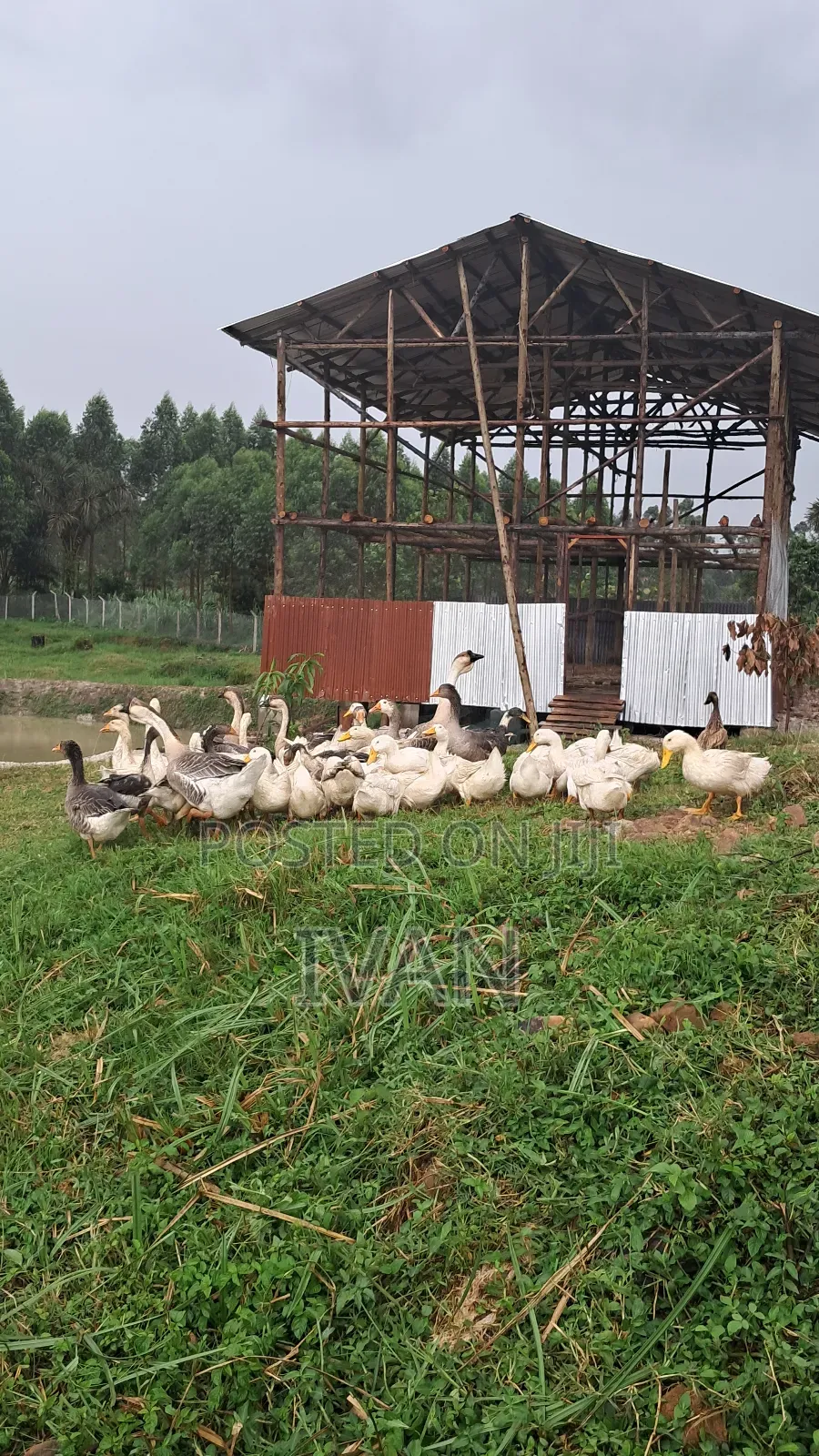 Goose All Breeds