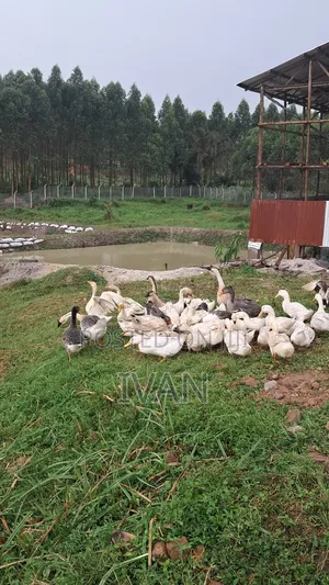 Goose All Breeds