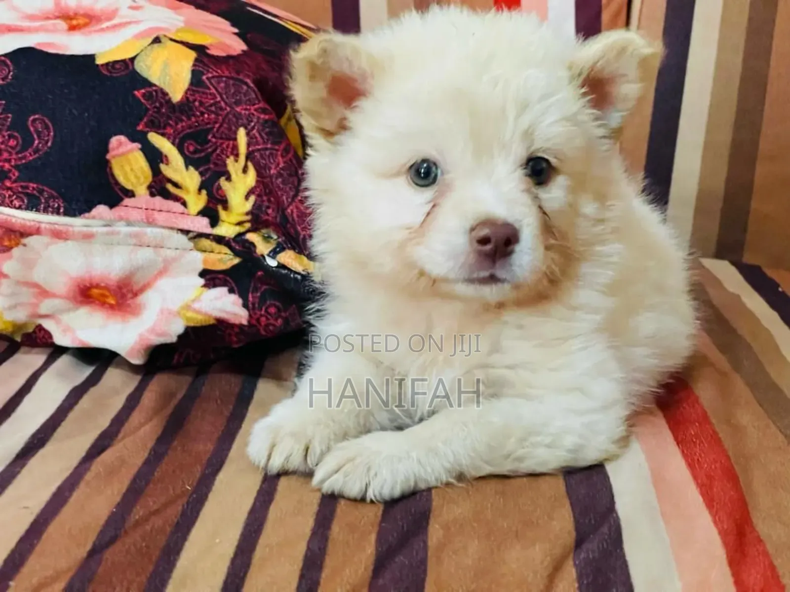 1-3 months Female Purebred Japanese Spitz