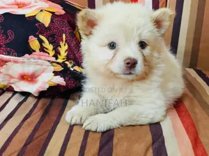 1-3 months Female Purebred Japanese Spitz