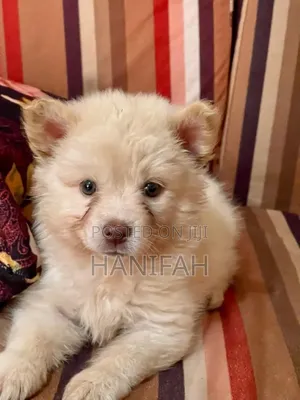 1-3 months Female Purebred Japanese Spitz