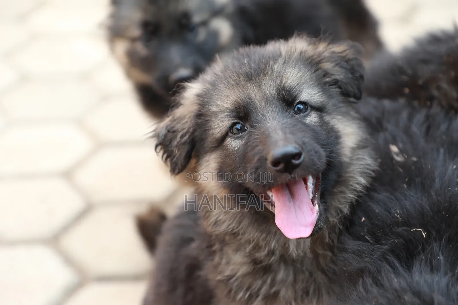1-3 months Male Purebred German Shepherd