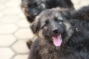 1-3 months Male Purebred German Shepherd