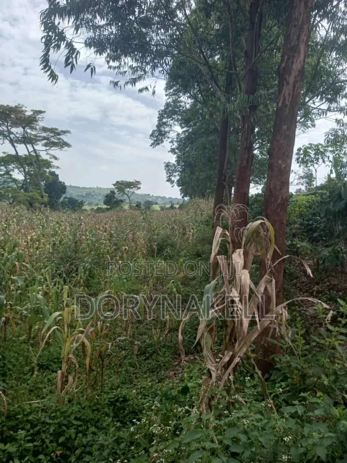 260 Acres in Kassanda,At 13m Each