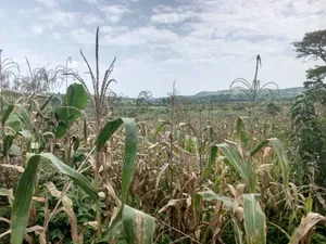 260 Acres in Kassanda,At 13m Each