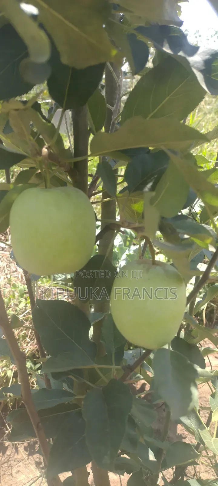 Mature Apple Seedlings for Sale
