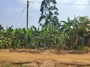50*100ft Plot in Bujjuko Mityana Road