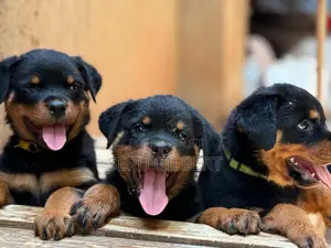 1-3 months Male Purebred Rottweiler