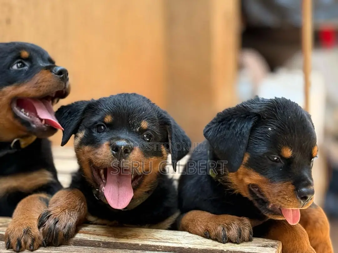 1-3 months Male Purebred Rottweiler