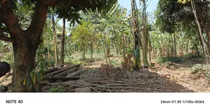 Plot for Sale in Kungu