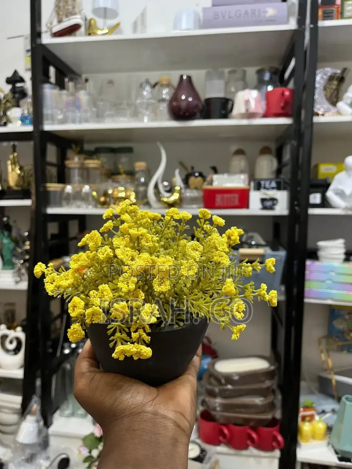 Helichrysum Italicum Is a Species of Flowering Plant