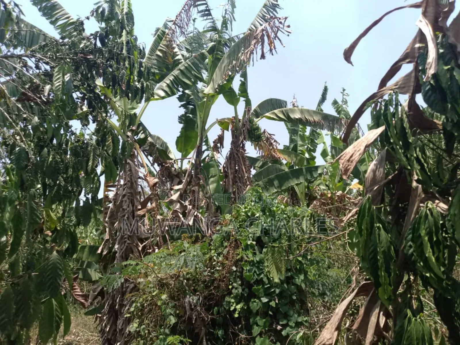 Plot for Sale in Gayaza Busiika