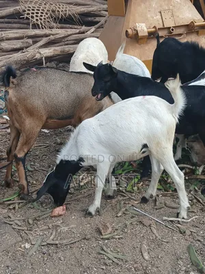Female Goat 4months