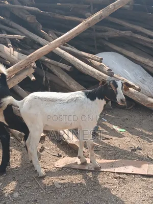 Female Goat 4months