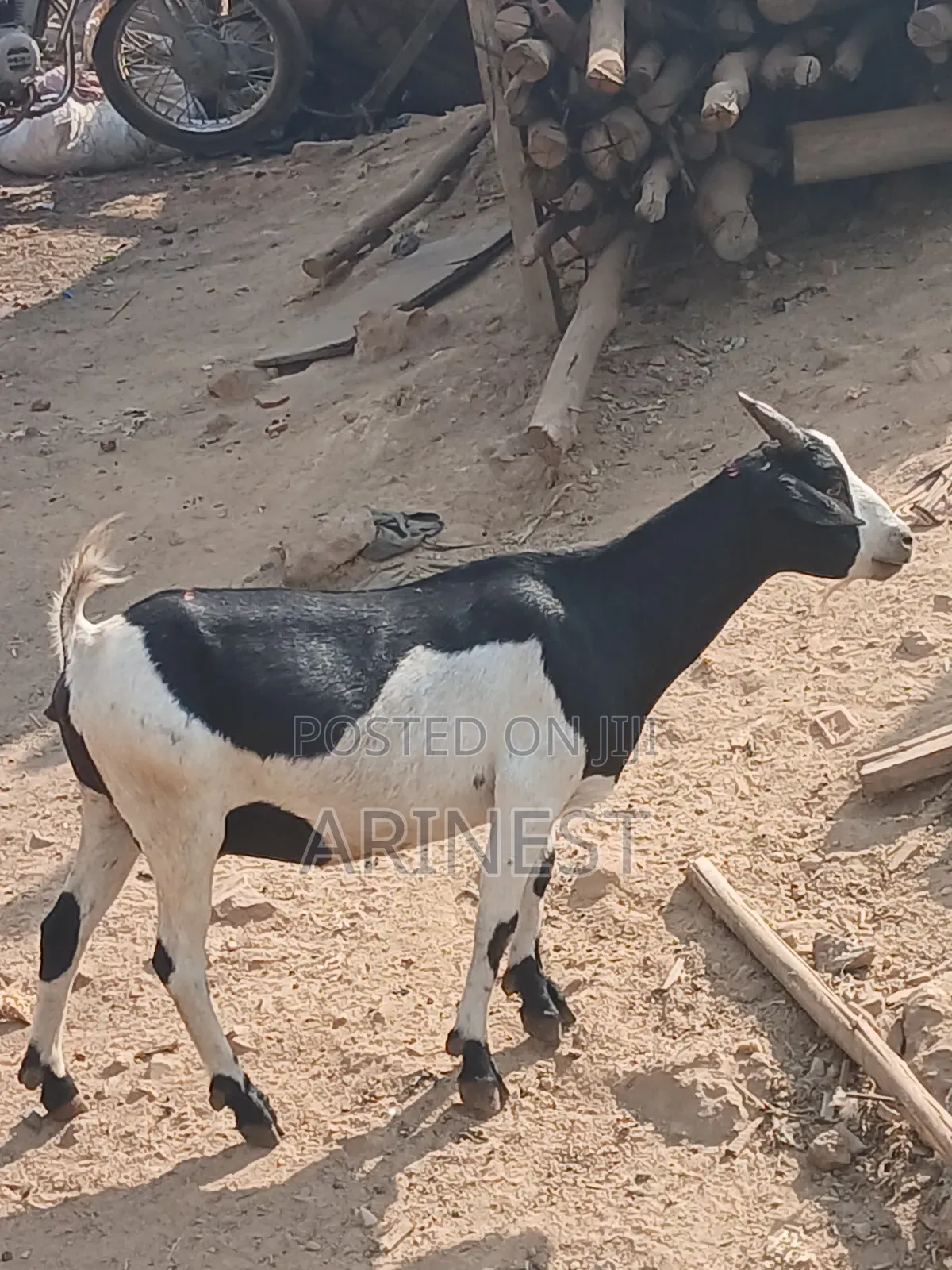 Heavily Pregnant Femalee