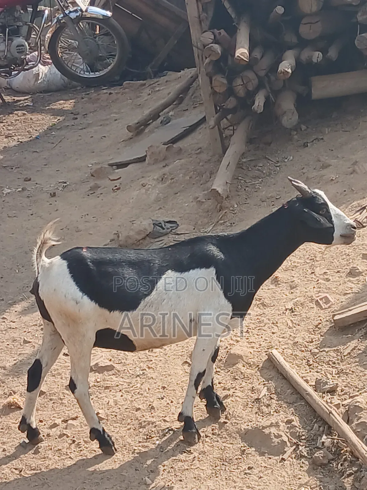 Heavily Pregnant Femalee