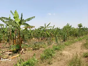Plot for Sale in Gayaza Masoli