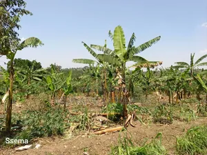 Plot for Sale in Gayaza Masoli