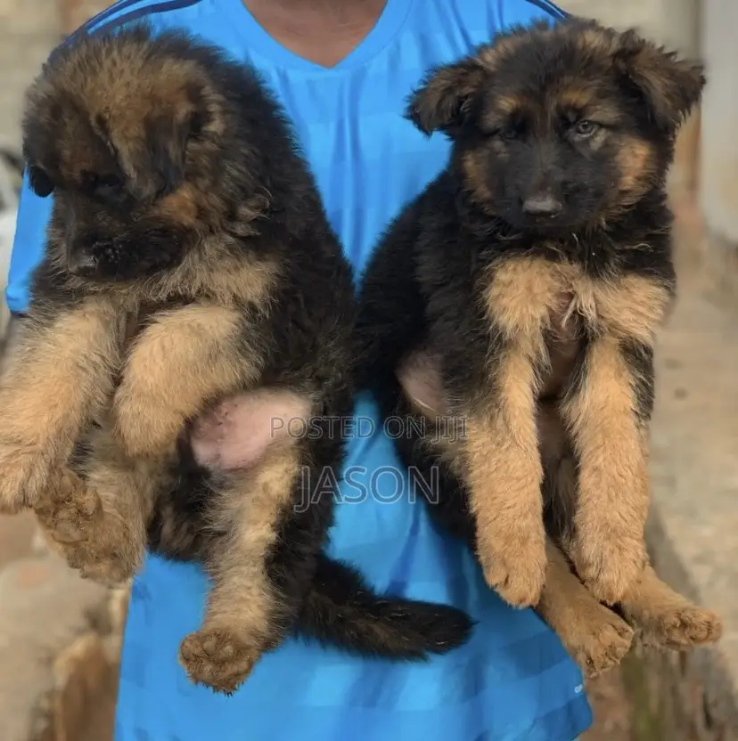 1-3 months Male Purebred German Shepherd