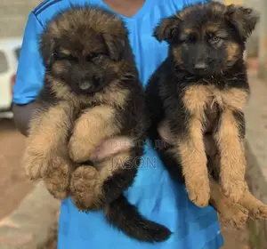 1-3 months Male Purebred German Shepherd